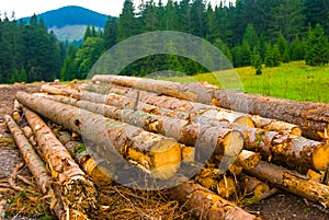 heap of tree trunk in fir forest