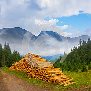 heap of tree trunk lie on forest glade