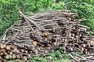 Heap of tree trunks. Felling trees in the forest. photo