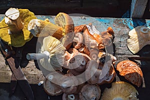 A heap of various mushrooms under the sunlight in autumn