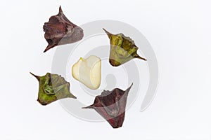 Heap of water caltrop or water chestnut fruit