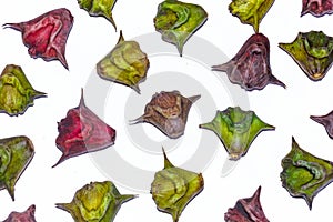 Heap of water caltrop or water chestnut fruit