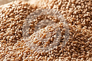 Heap of a wheat grain
