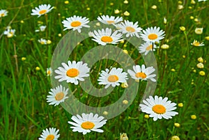 heap of white chamomile flowers in green grass