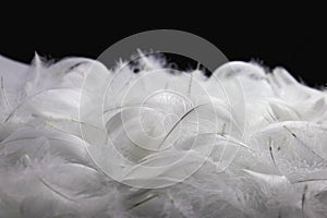 Heap of White Fluffly Feathers on Black Background. Soft Swan Feathers