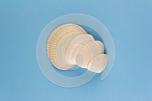 Heap of white sea shells on a blue background.