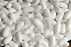 Heap of white silk cocoons, top view