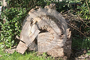 Heap of wood logs