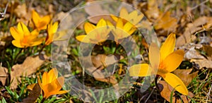 Heap of yellow crocus growth through dry leaves