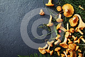 Heap of yellow mushrooms chanterelle cantharellus cibarius with forest plants on dark kitchen table top view. Copy space for tex