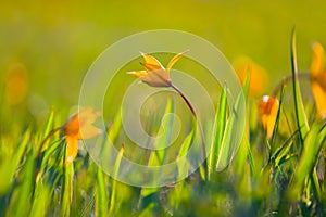 Heap of yellow wild tulip growth in a prairie