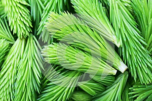 Heap of young sprout of spruce