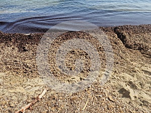 Heaps and beds of seagrass seaweeds Posidonia oceanica on the sand beache of Calamosche, Sicily photo