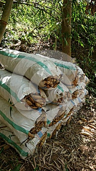 Heaps of dried kapok in a sack on the edge of the forest