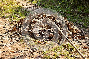 Heaps of fallen leaves in Autumn garden