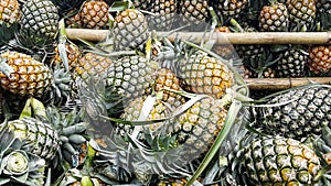 Heaps of fresh pineapples from the orchards for industrial processing