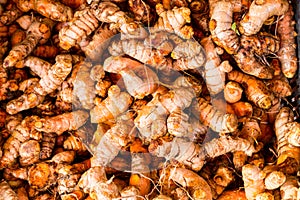 Heaps of freshly harvested turmeric roots