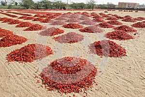 Heaps of red peppers on the sand outdoors.
