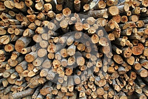 Heaps of tree trunks and branches