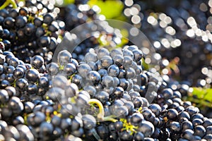 Heaps of vine grapes ready to be