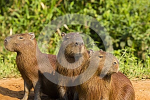 Hear,Speak, See No Evil: Trio of Capybaras photo
