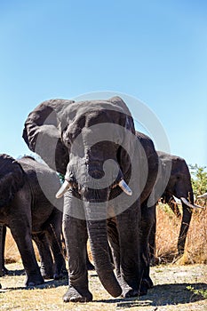 Heard of african elephants