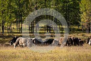 Sentito da gli animali vetri sul soleggiato. animali da fattoria mangiare erba rurale terreno agricolo sul chiaro un Caldo 