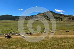 Sentito da gli animali vetri sul soleggiato montagne. animali da fattoria mangiare erba rurale terreno agricolo 