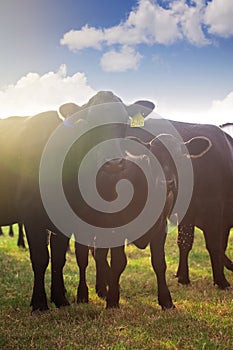 Heard of Cows in a Field