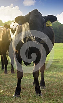 Heard of Cows in a Field