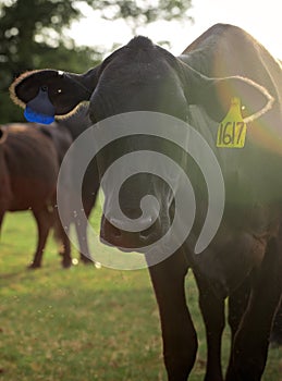 Heard of Cows in a Field