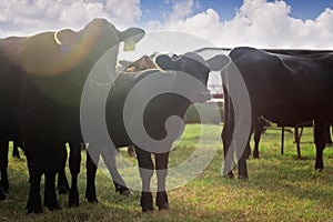 Heard of Cows in a Field