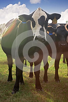 Heard of Cows in a Field