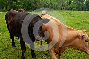 A heard of cows on a pasture together in the summer.