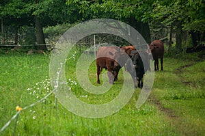 A heard of cows on a pasture together in the summer.