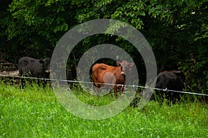 A heard of cows on a pasture together in the summer.