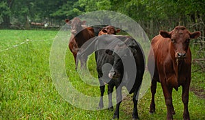 A heard of cows on a pasture together in the summer.