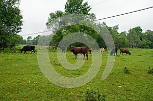 A heard of cows on a pasture together in the summer.