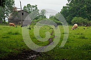 A heard of cows on a pasture together in the summer.