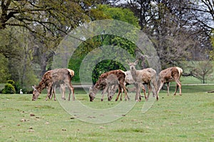 Heard of deer at Woburn Abbey Park in Bedfordshire, England, UK