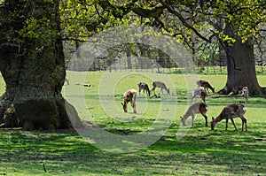 Heard of deer at Woburn Abbey Park in Bedfordshire, England, UK