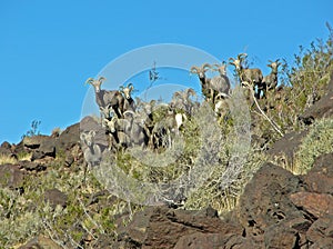 A heard of desert Bighorn Sheep on Arden Peak near Las Vegas, Nevada. photo