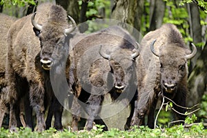 Heard of European wood bisons Wisent, Bison bonasus in the woods