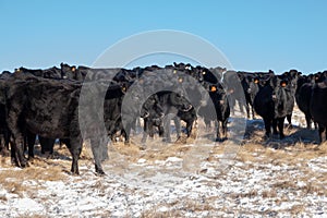 A heard of free range cattle on a ranch in southern Alberta