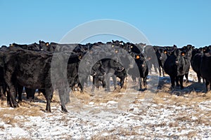 A heard of free range cattle on a ranch in southern Alberta photo