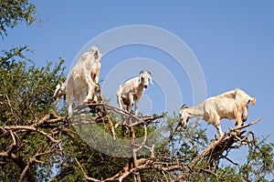 Heard of goats climbed on argan tree
