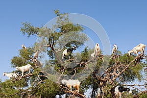 Heard of goats climbed on Argan tree.