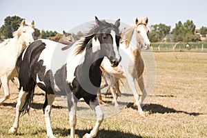 Heard of Horses photo