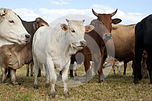 Heard of pasture fed cattle