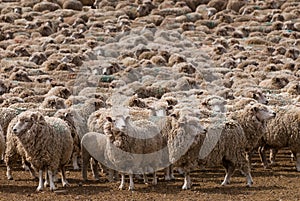 Escuchó de oveja en 